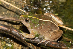 Phrynobatrachus natalensis