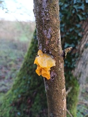 Tremella mesenterica