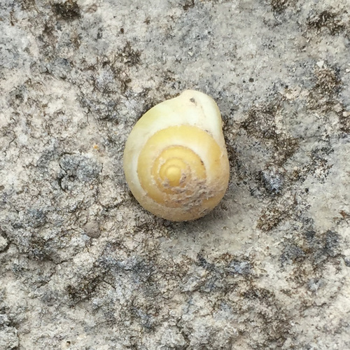 Globular Drop Snail
