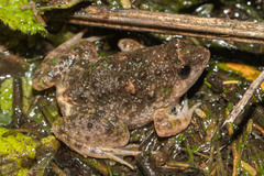 Phrynobatrachus natalensis