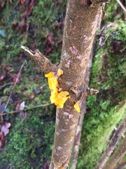 Tremella mesenterica