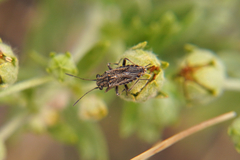 Ortholomus punctipennis