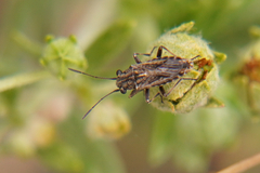 Ortholomus punctipennis