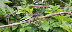 Orthetrum azureum