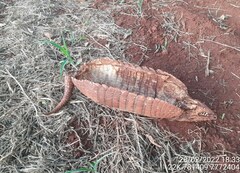 Euphractus sexcinctus