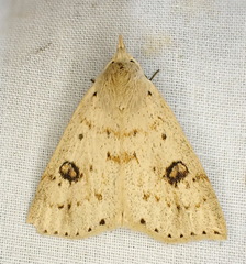 Scolecocampa
