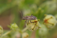 Ortholomus punctipennis