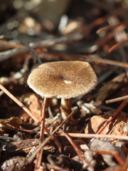 Lentinus brumalis