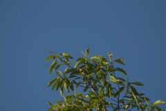 Icterus spurius