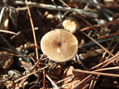 Lentinus brumalis