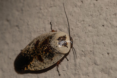 Gyna caffrorum
