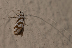 Ceromitia wahlbergi