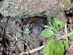 Leptodactylus savagei