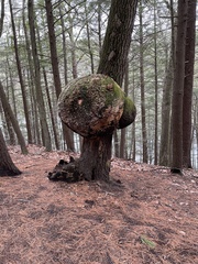 Agrobacterium radiobacter