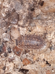 Trachelipus rathkii