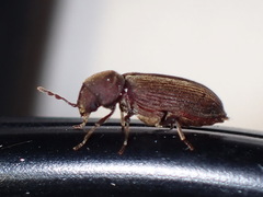 Anobiinae