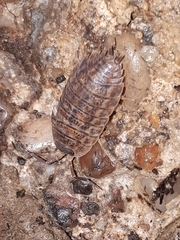 Trachelipus rathkii