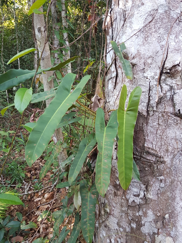Philodendron atabapoense  iNaturalist