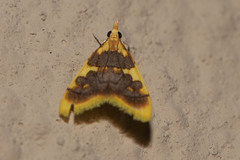 Sameodesma xanthocraspia