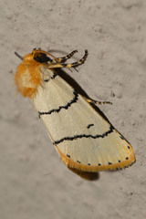 Proschaliphora albida