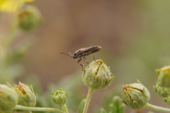 Ortholomus punctipennis
