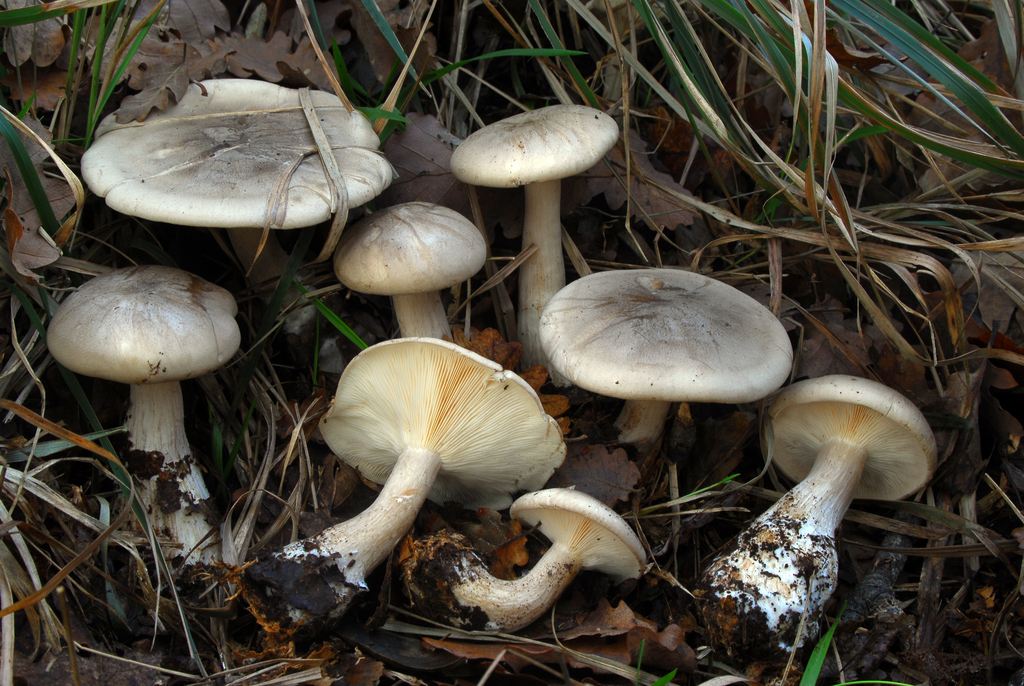 Cloudy Clitocybe from Loc. La Cappelletta - Sirtori (LC) on November 18 ...