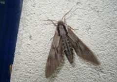 Sphinx maurorum