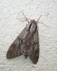 Sphinx maurorum