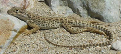 Gambelia wislizenii