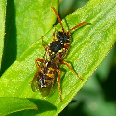 Nomada goodeniana