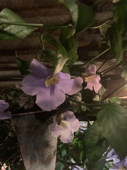Thunbergia grandiflora