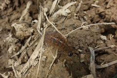 Creatonotos transiens