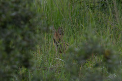 Leptailurus serval serval