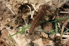 Creatonotos transiens