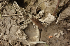 Creatonotos transiens