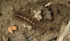 Creatonotos transiens