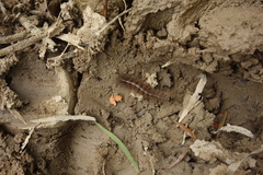 Creatonotos transiens