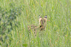 Leptailurus serval serval