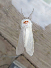 Spilosoma congrua