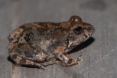 Tomopterna natalensis