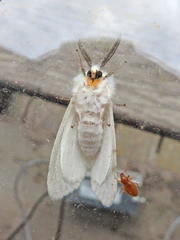 Spilosoma congrua