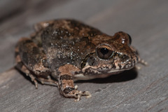 Tomopterna natalensis