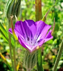 Agrostemma githago