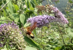 Hemaris fuciformis