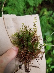 Rhizomnium punctatum