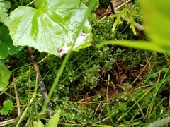 Rhizomnium punctatum