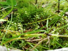 Rhizomnium punctatum