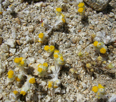 Eriophyllum pringlei