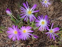 Cleretum bellidiforme