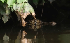 Melanosuchus niger